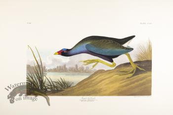 Purple Gallinule